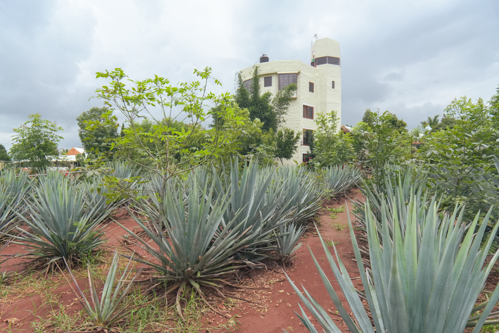 Sembradíos de agave de la Finca el Péndulo