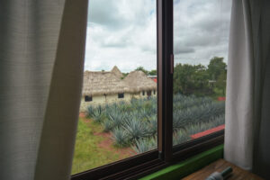 Vista de Maguey